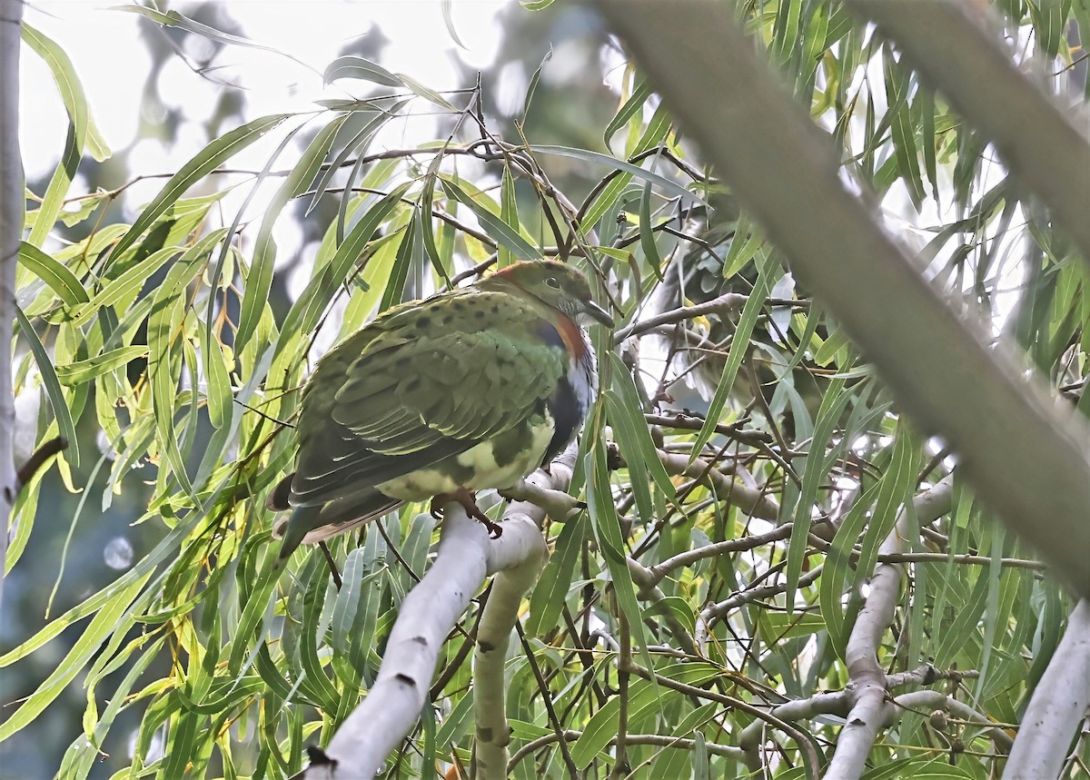 Superb Fruit-Dove - ML638244537