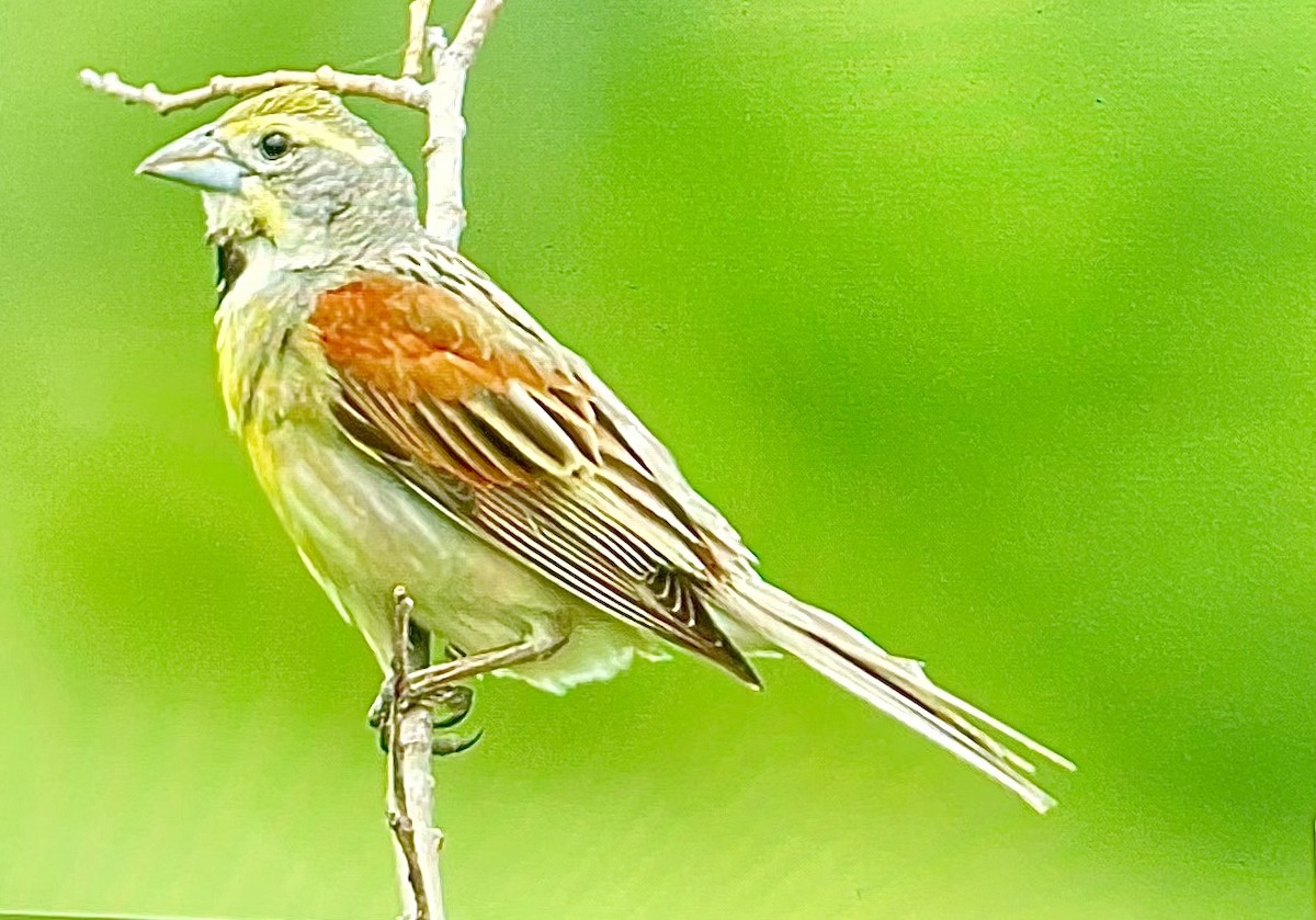 Rotschulterkardinal - ML638244554