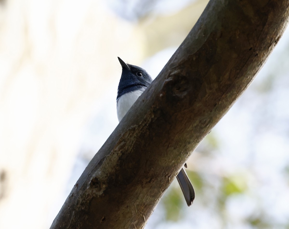 Leaden Flycatcher - ML638244560