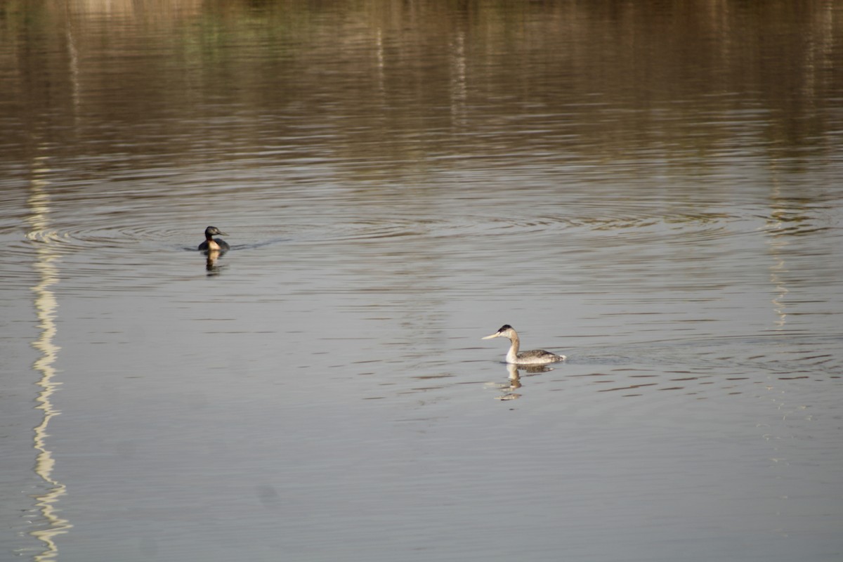 Great Grebe - ML638244566