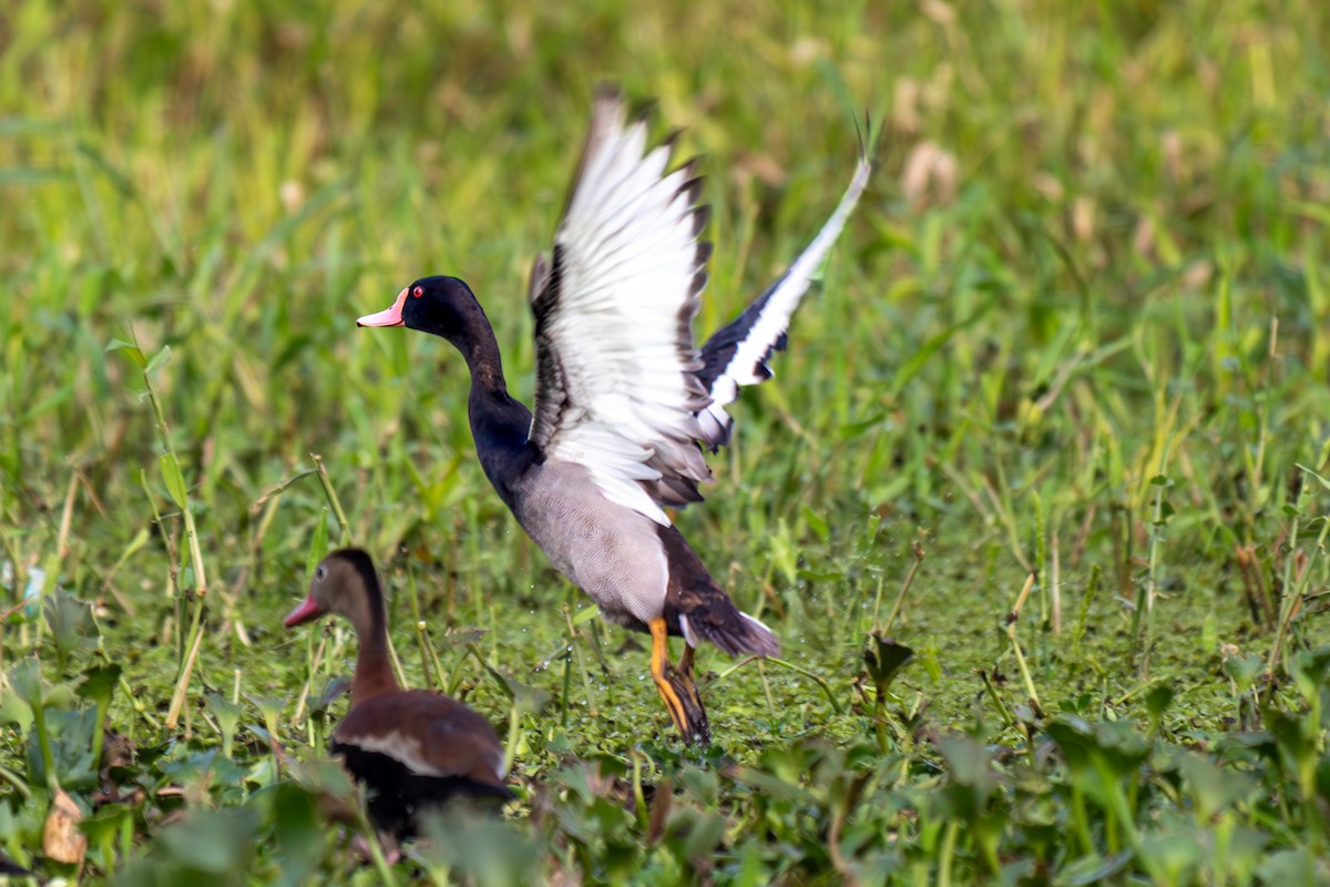 Rosy-billed Pochard - ML638244568