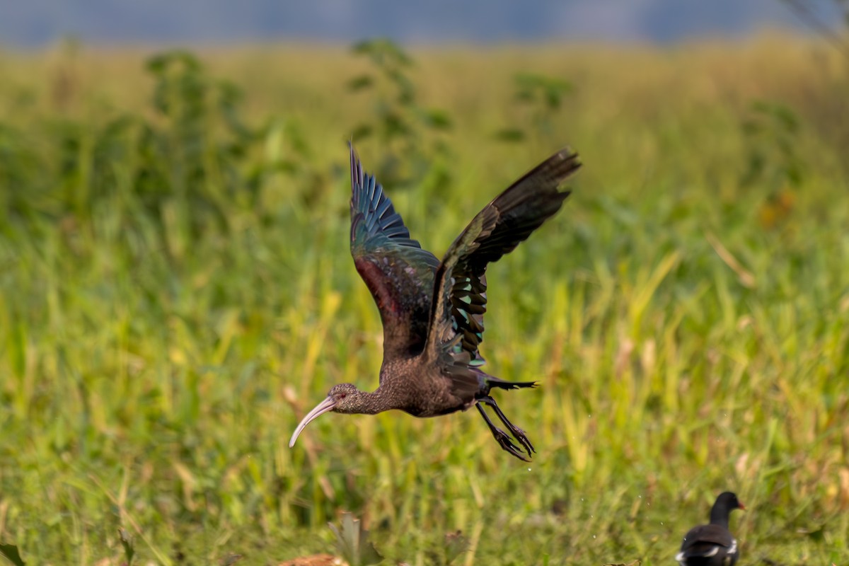 Bare-faced Ibis - ML638244579