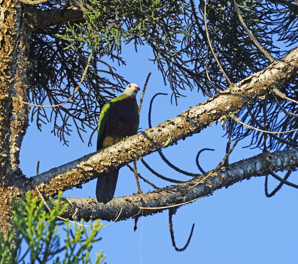 Wompoo Fruit-Dove - ML638244586