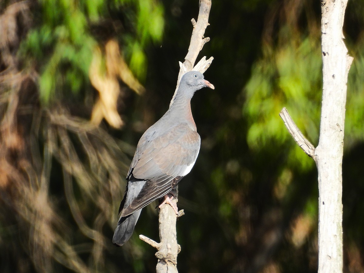 Common Wood-Pigeon - ML638244594