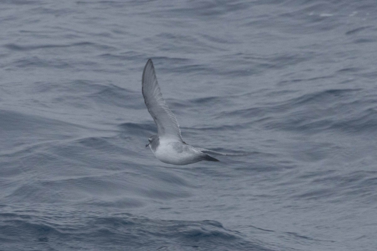 Antarctic Prion - ML638244600