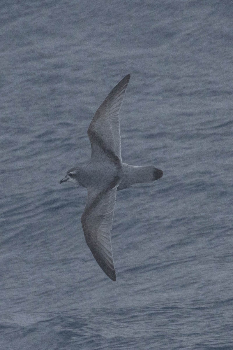 Antarctic Prion - ML638244601