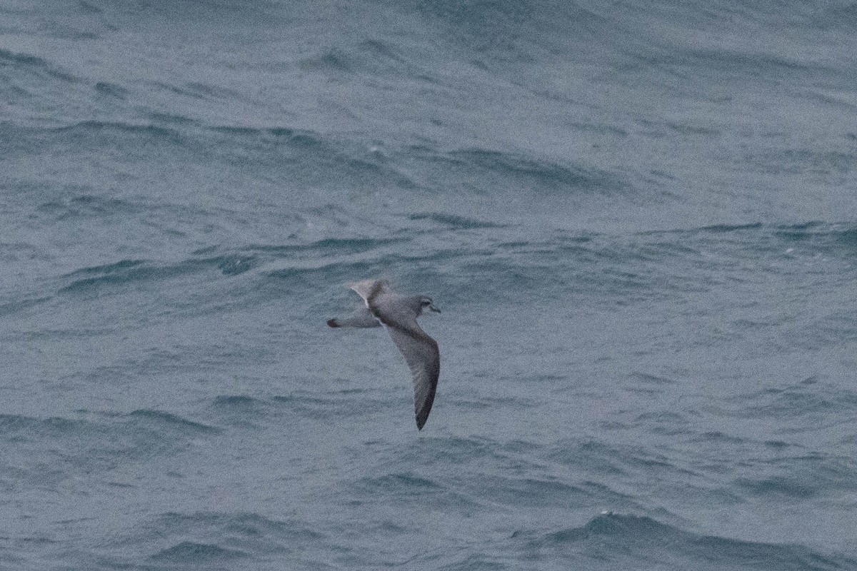 Antarctic Prion - ML638244602