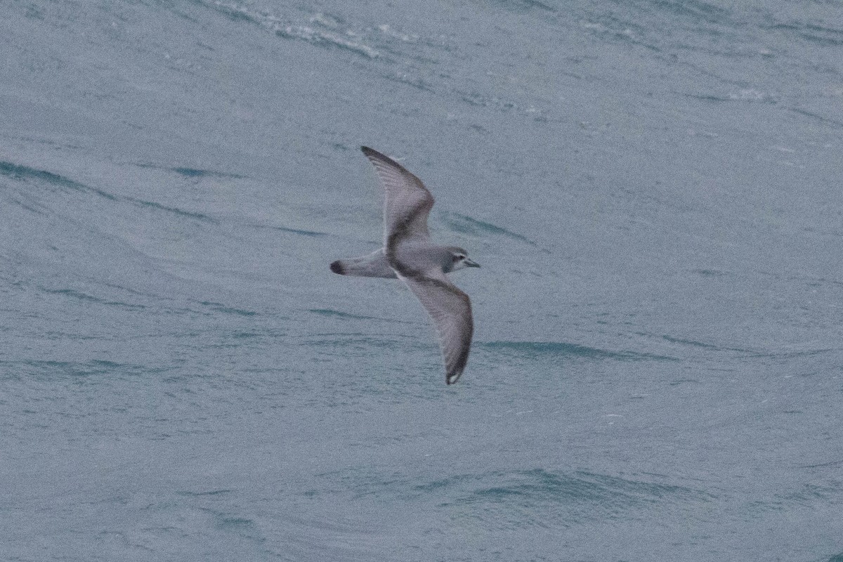 Antarctic Prion - ML638244603