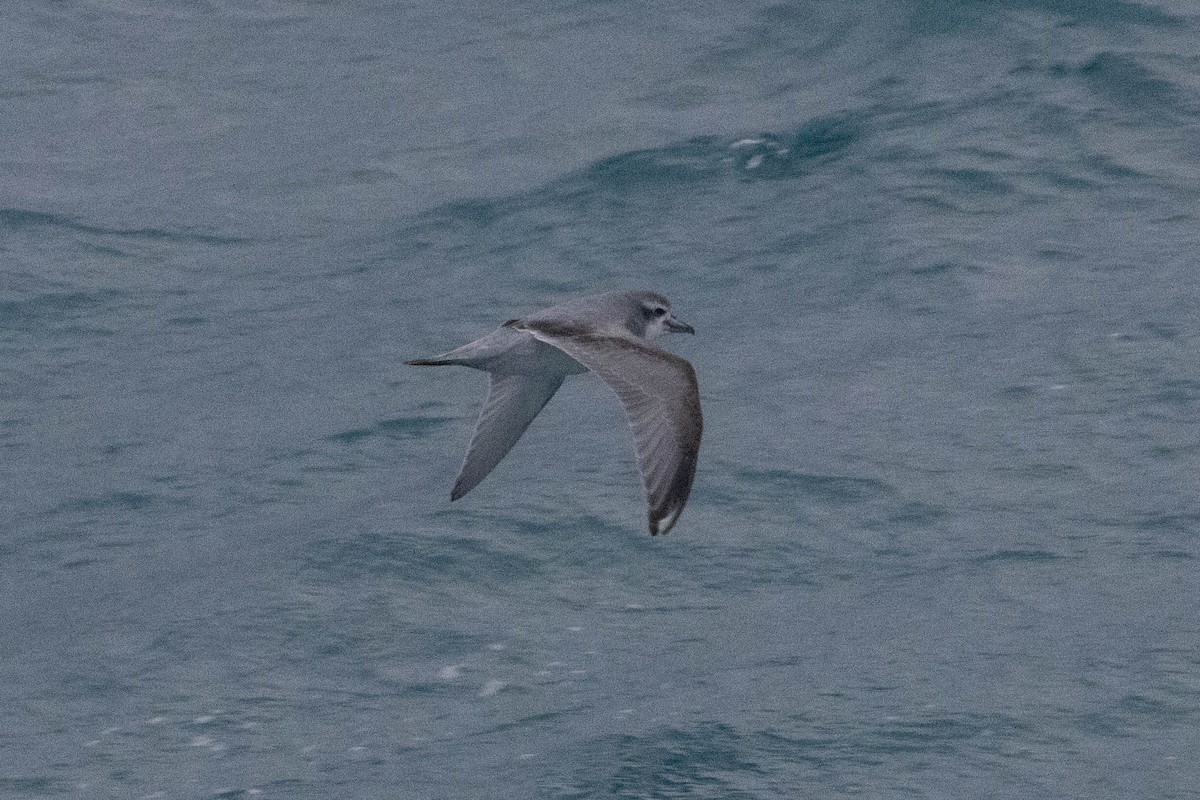 Antarctic Prion - ML638244604