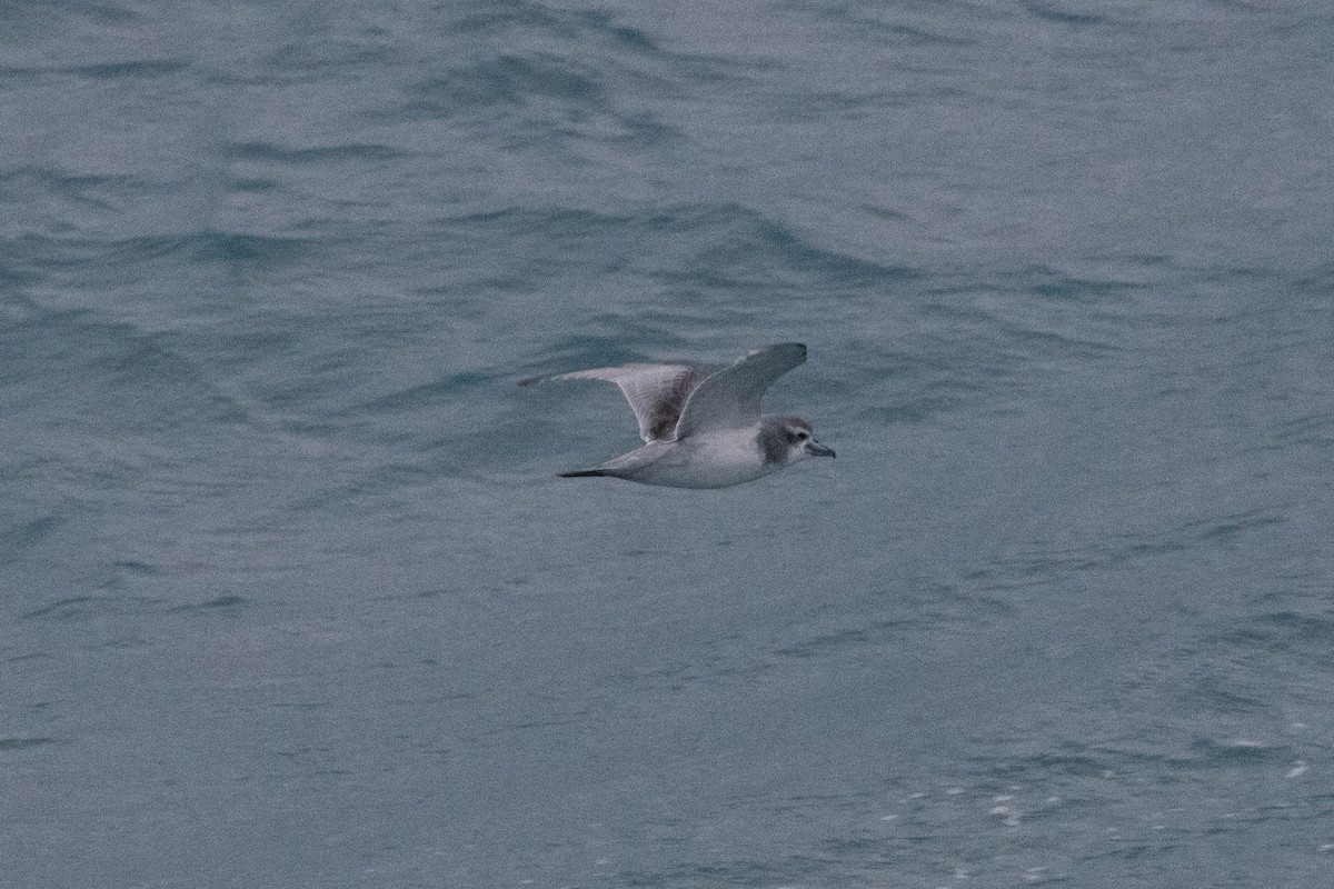 Antarctic Prion - ML638244605