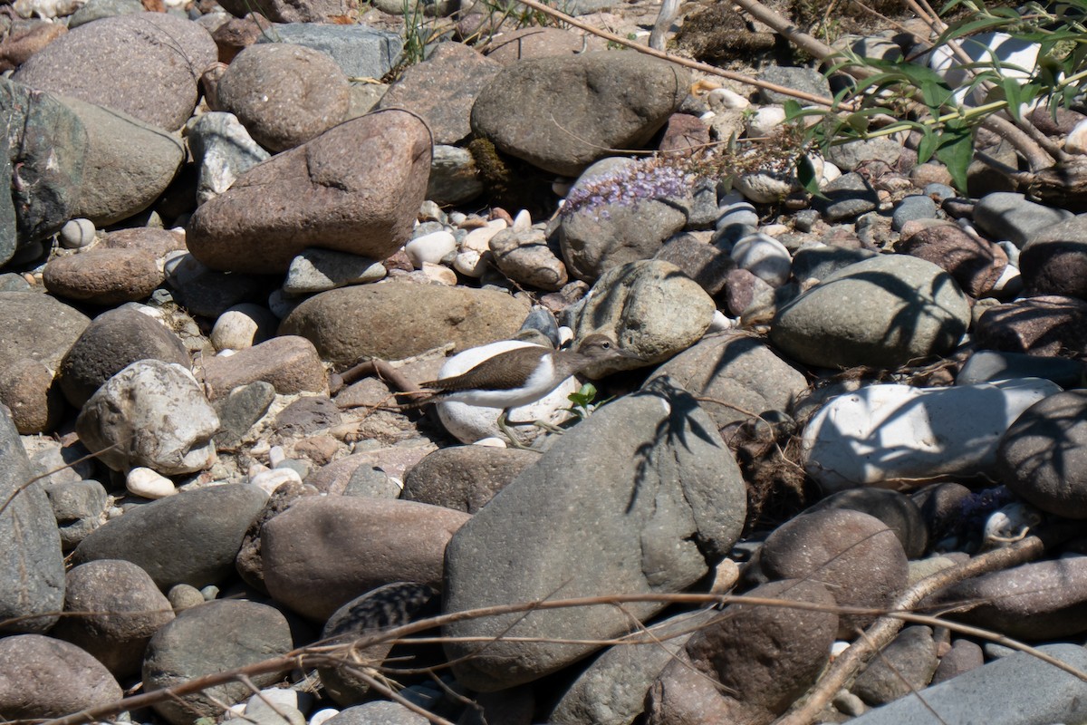 Common Sandpiper - ML638244610