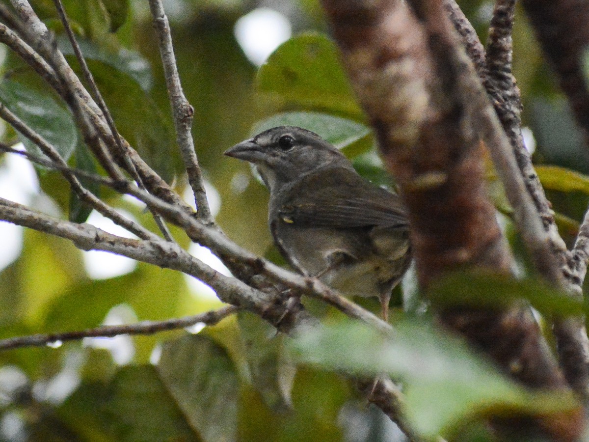Green-backed Sparrow - ML638244612