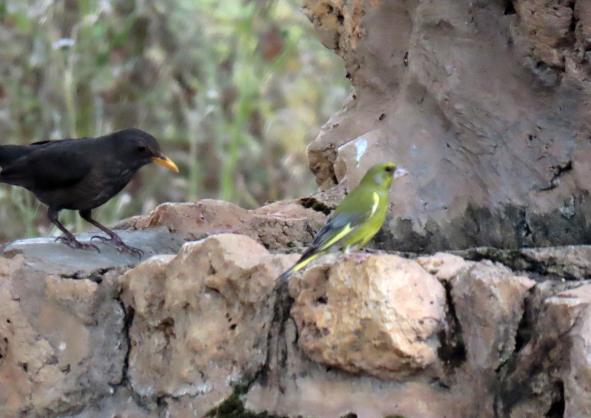 European Greenfinch - ML638244620