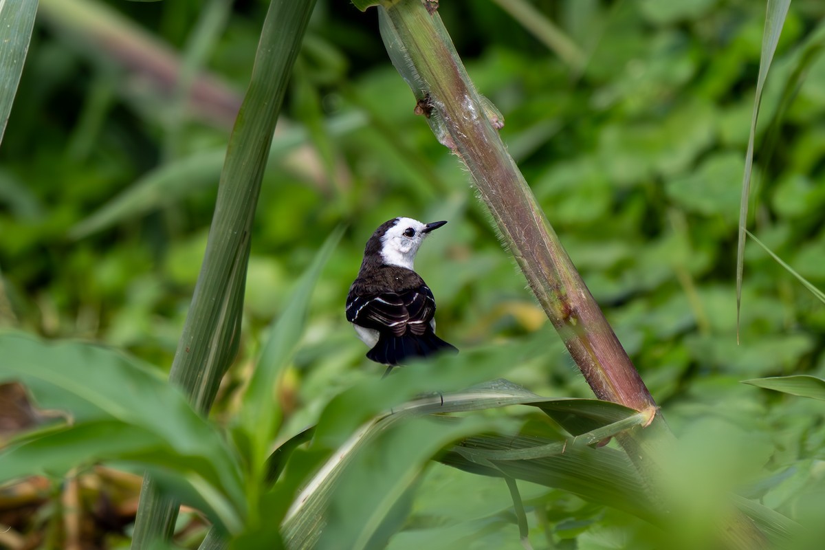 Black-backed Water-Tyrant - ML638244629
