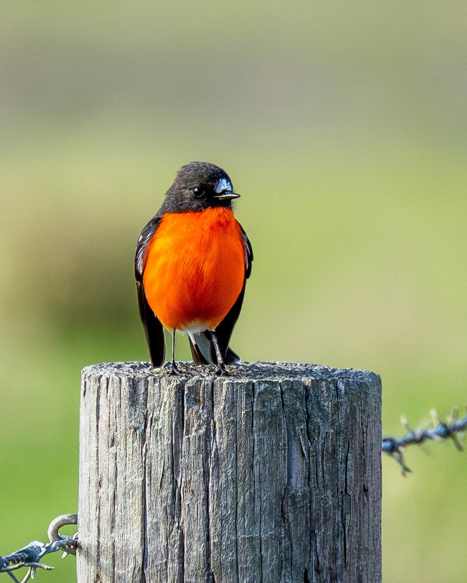 Flame Robin - ML638244637