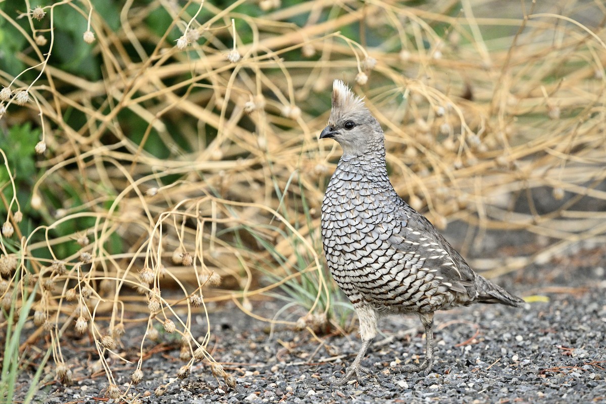 Scaled Quail - ML638244646