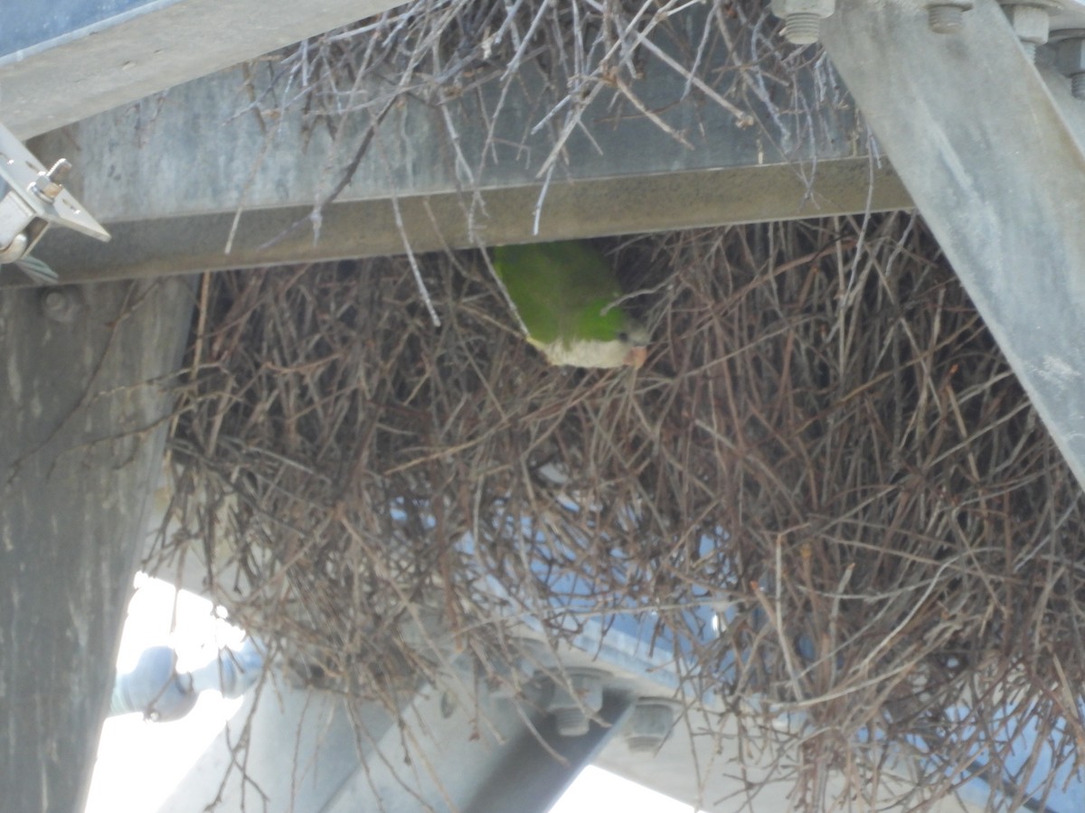 Monk Parakeet - ML638244658