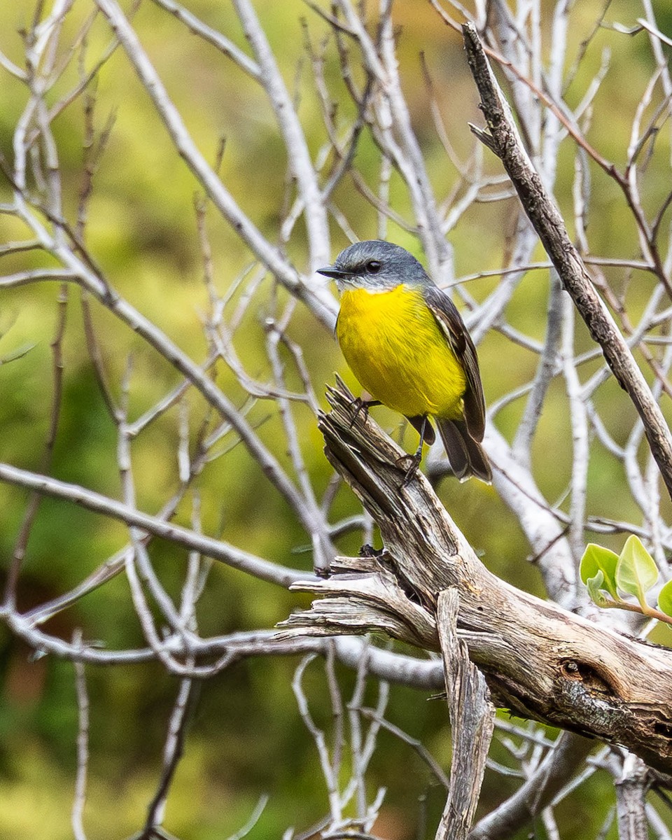 Eastern Yellow Robin - ML638244662