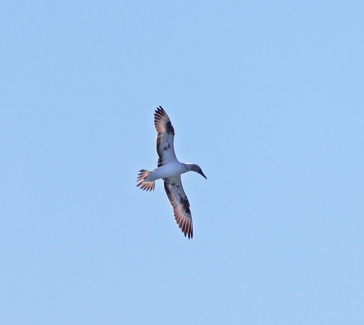 Australasian Gannet - ML638244679