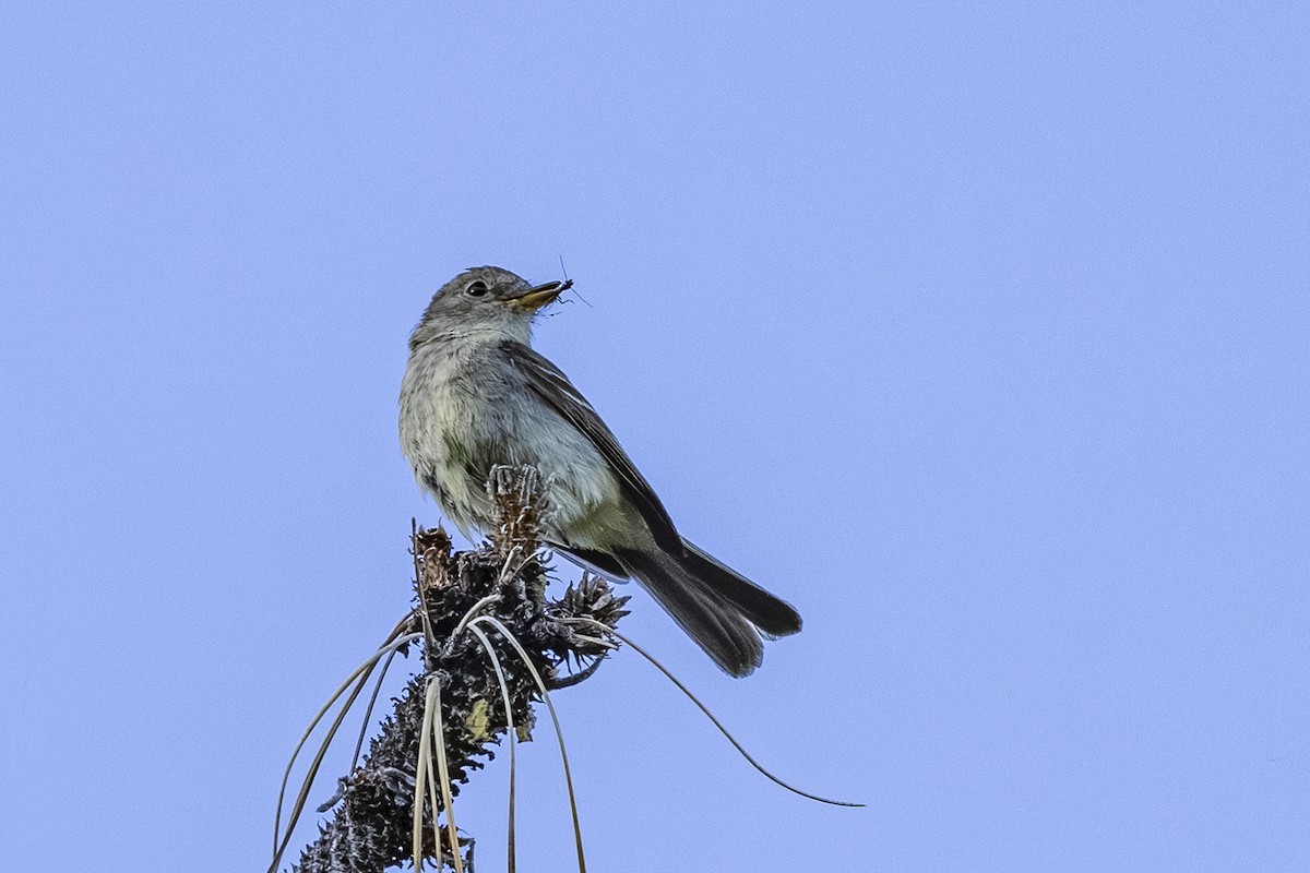 Gray Flycatcher - ML638244683