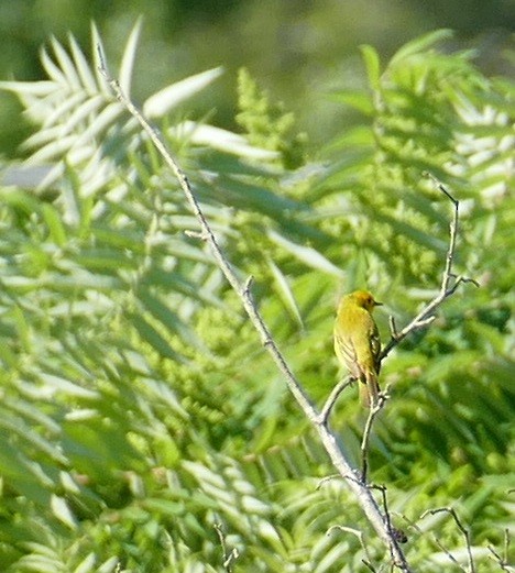 Yellow Warbler - ML638244687