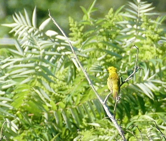 Yellow Warbler - ML638244688