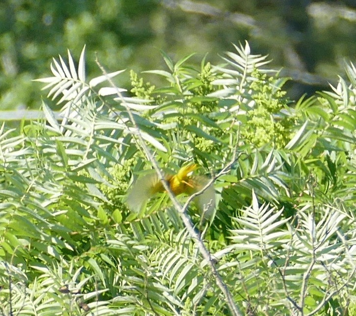Yellow Warbler - ML638244691