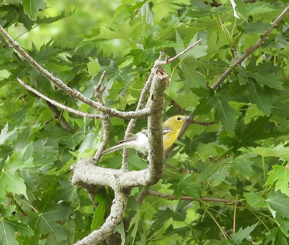 Sarı Gerdanlı Vireo - ML638244699