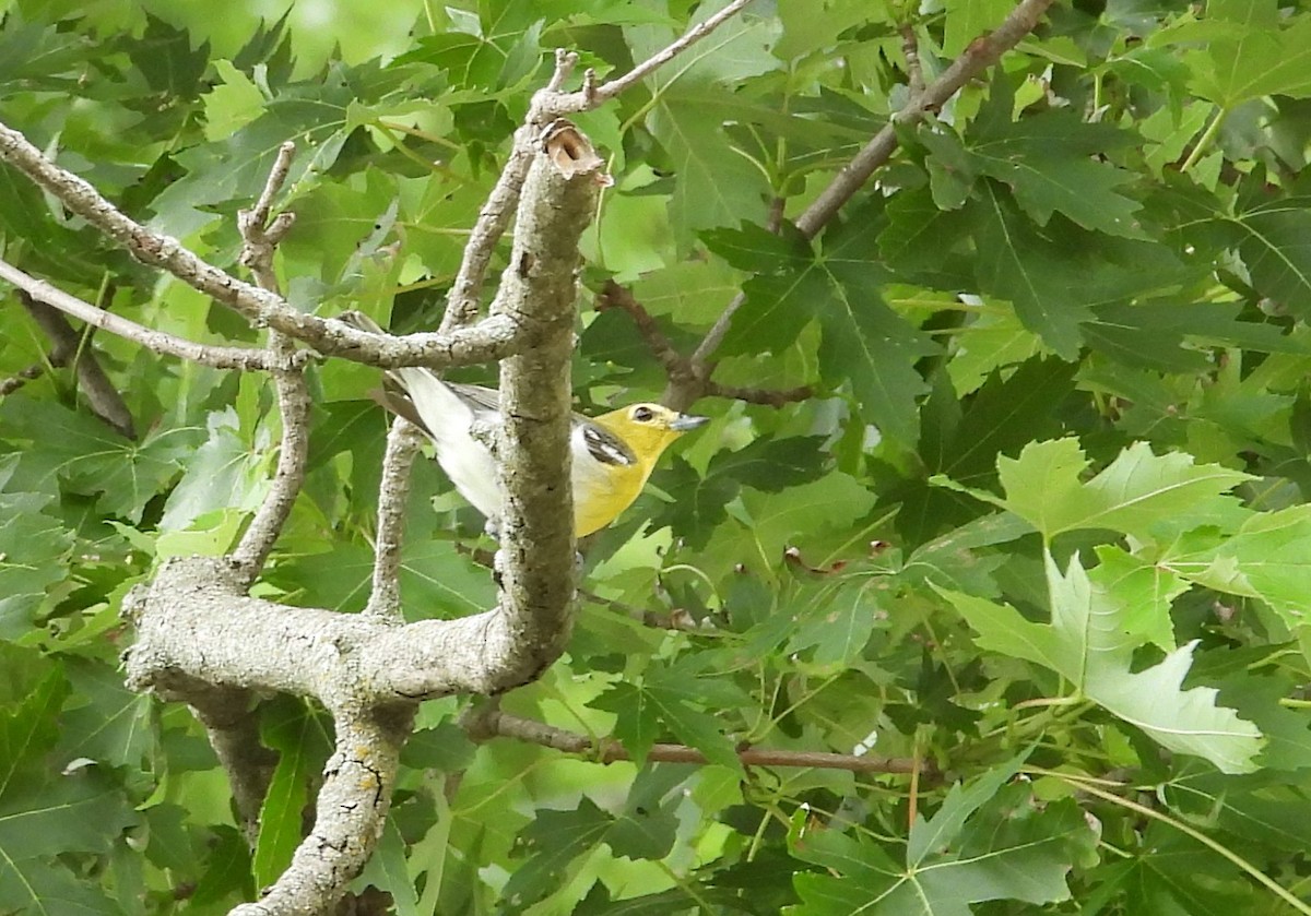 Sarı Gerdanlı Vireo - ML638244700