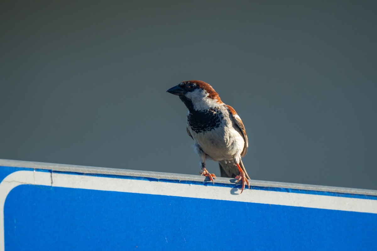 Italian Sparrow - ML638244715