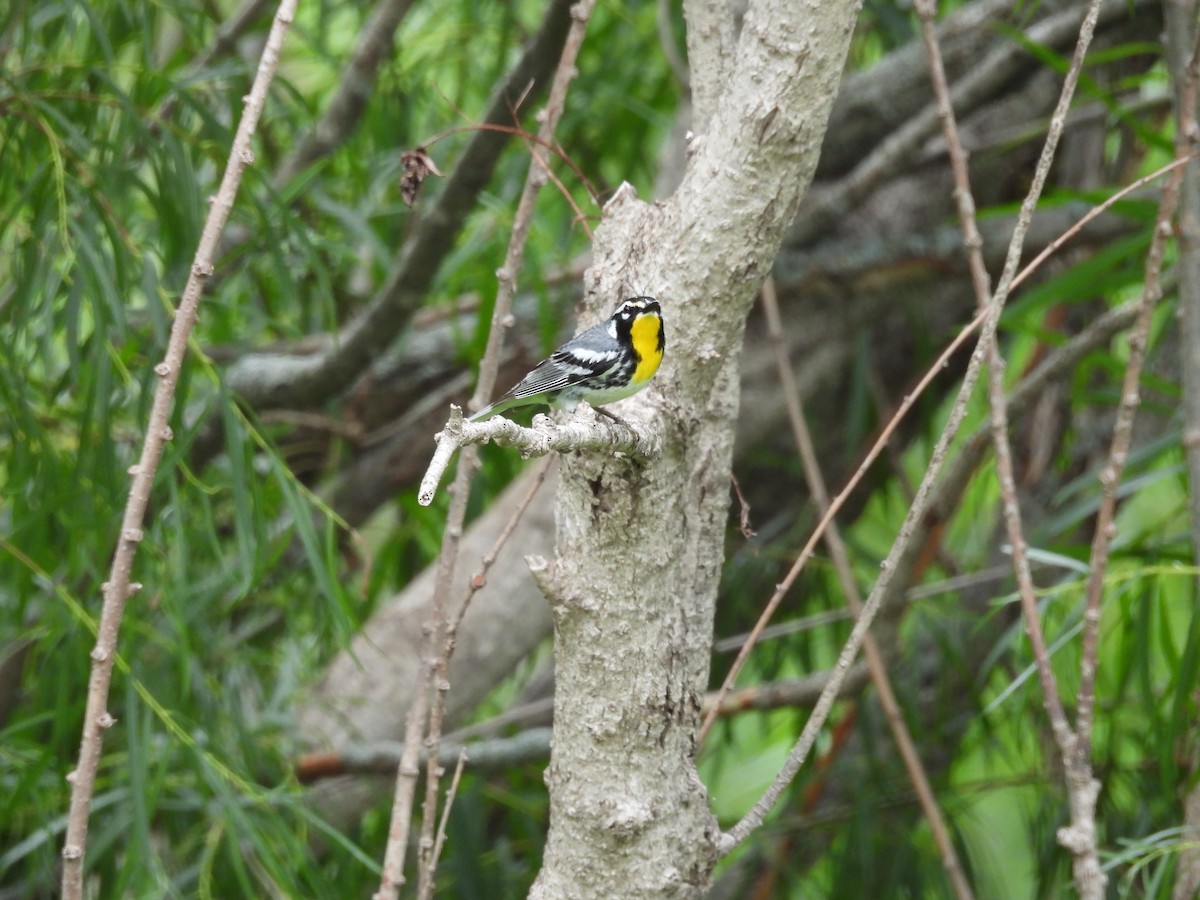 Yellow-throated Warbler - ML638244733