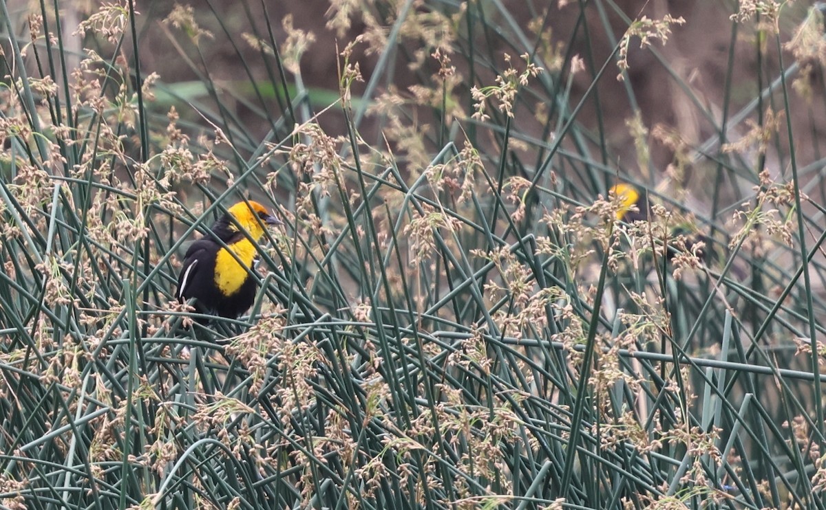 Yellow-headed Blackbird - ML638244740