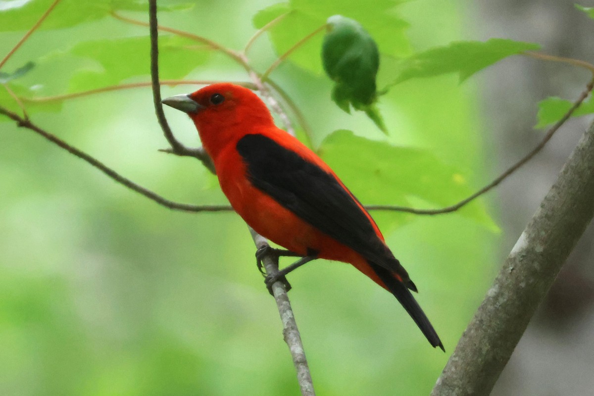 Scarlet Tanager - ML638244760
