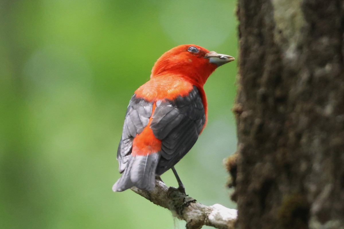 Scarlet Tanager - ML638244762