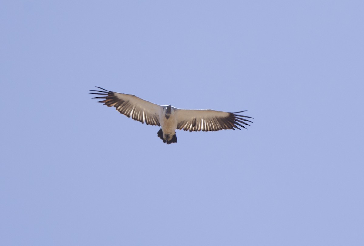 Cape Griffon - ML638244764