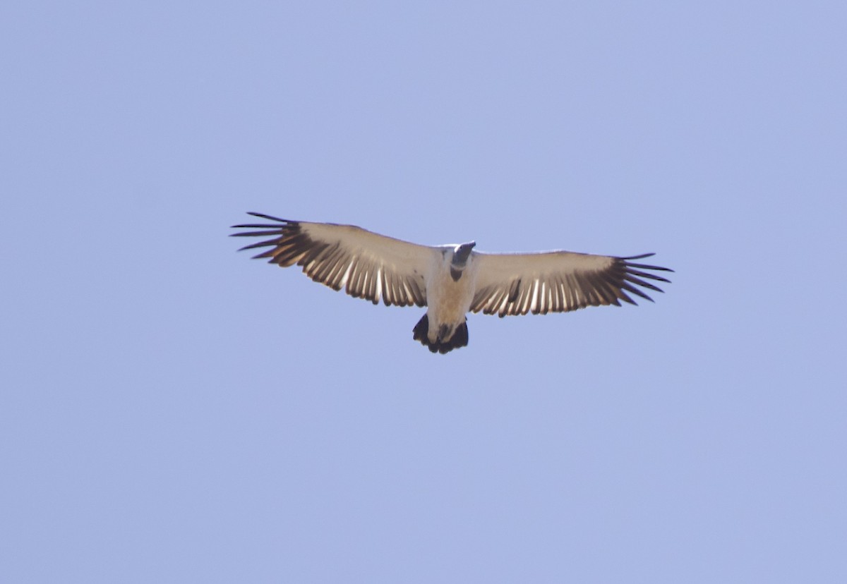 Cape Griffon - ML638244783