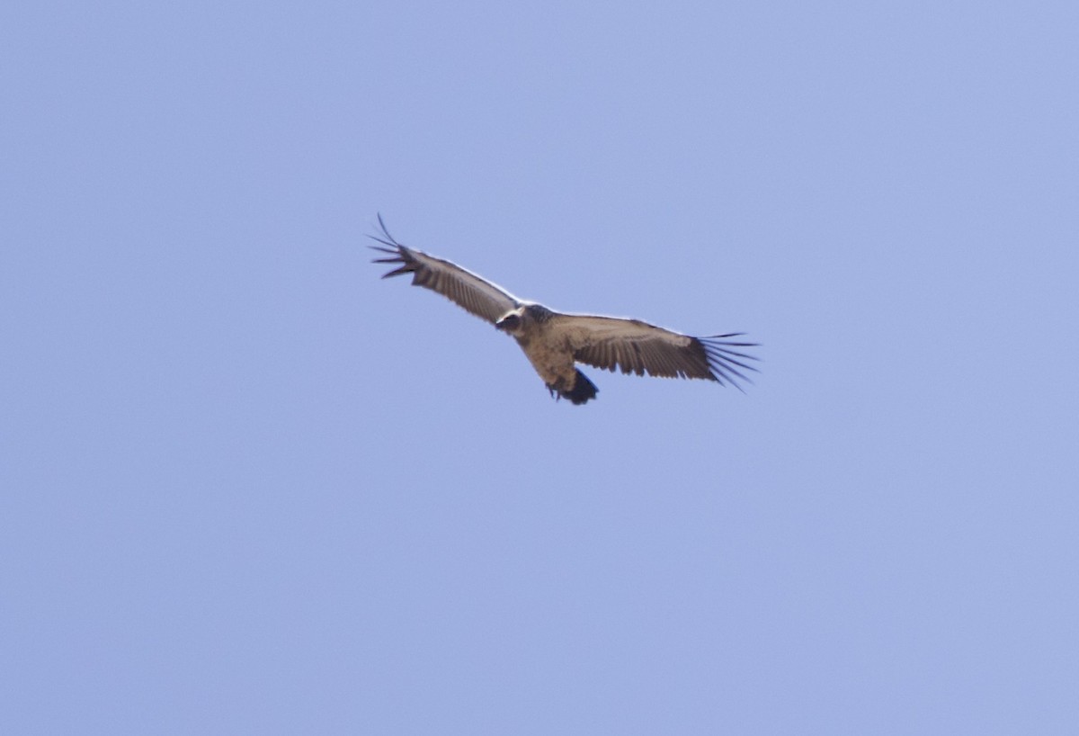 Cape Griffon - ML638244796