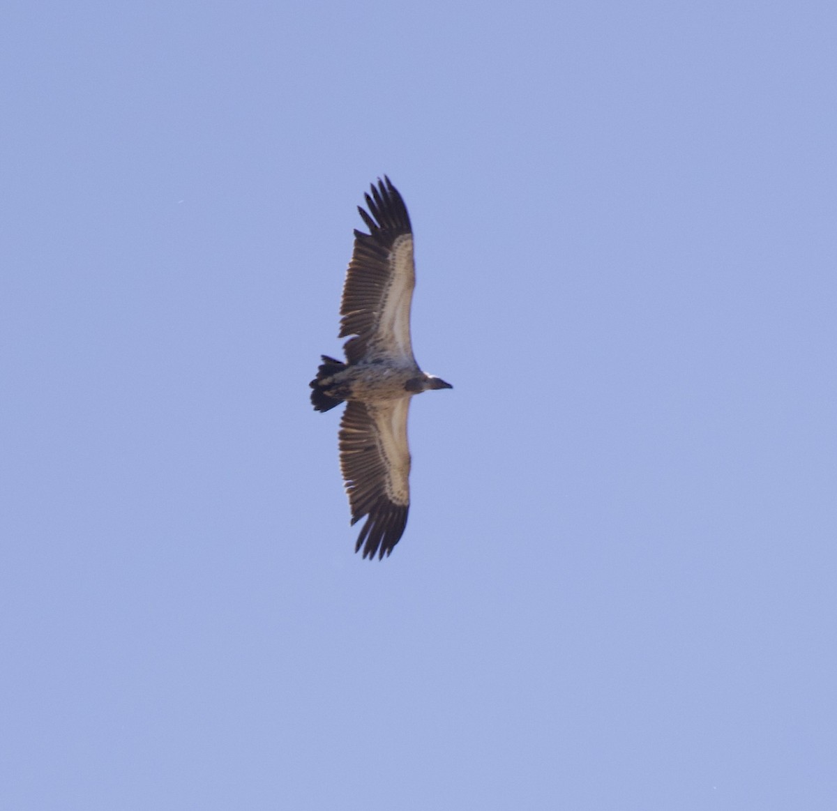 Cape Griffon - ML638244803
