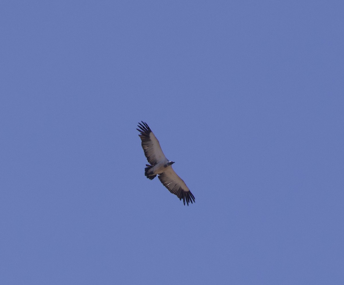 Cape Griffon - ML638244828