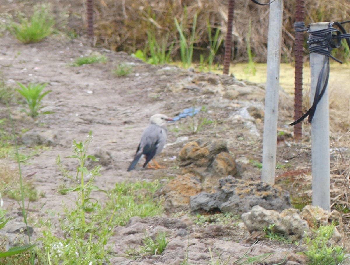 Red-billed Starling - ML638244838