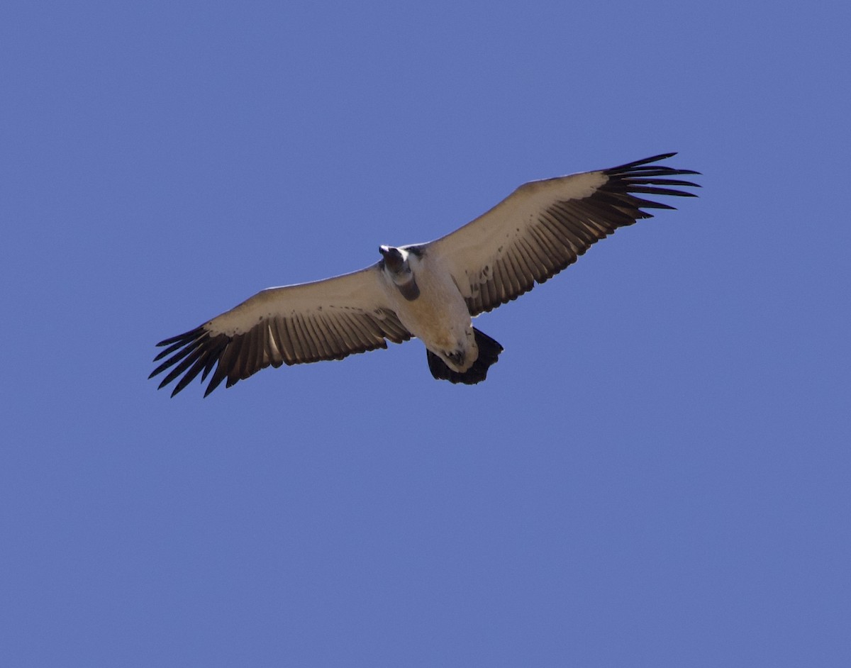 Cape Griffon - ML638244847