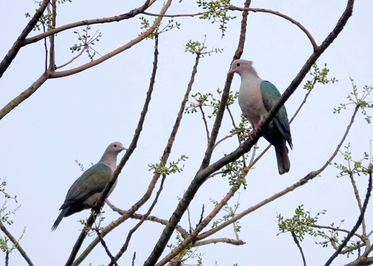 Green Imperial-Pigeon - ML638244848