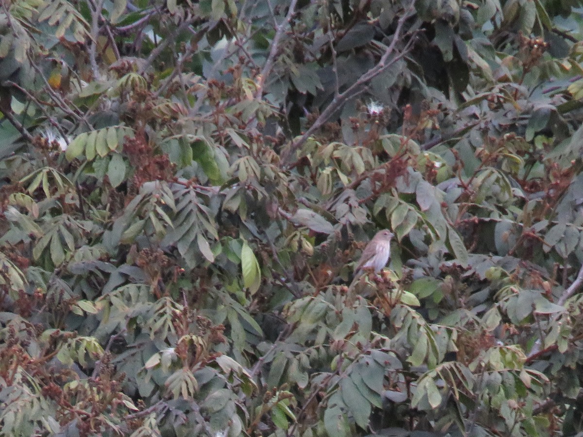 Bran-colored Flycatcher - ML638244854