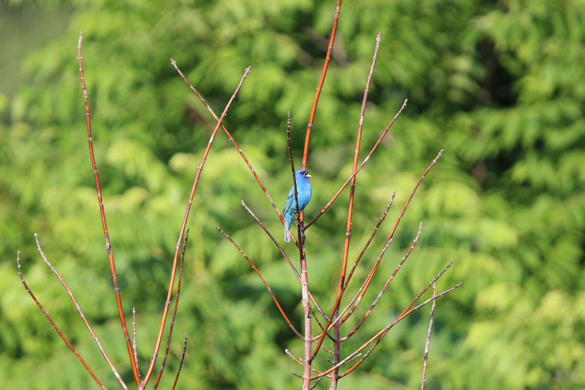 Passerin indigo - ML638244860