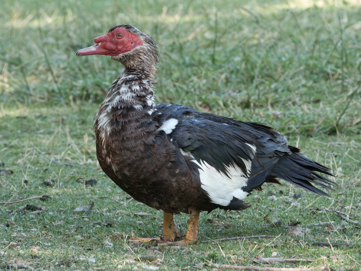 pižmovka americká (domestikovaná) - ML638244868