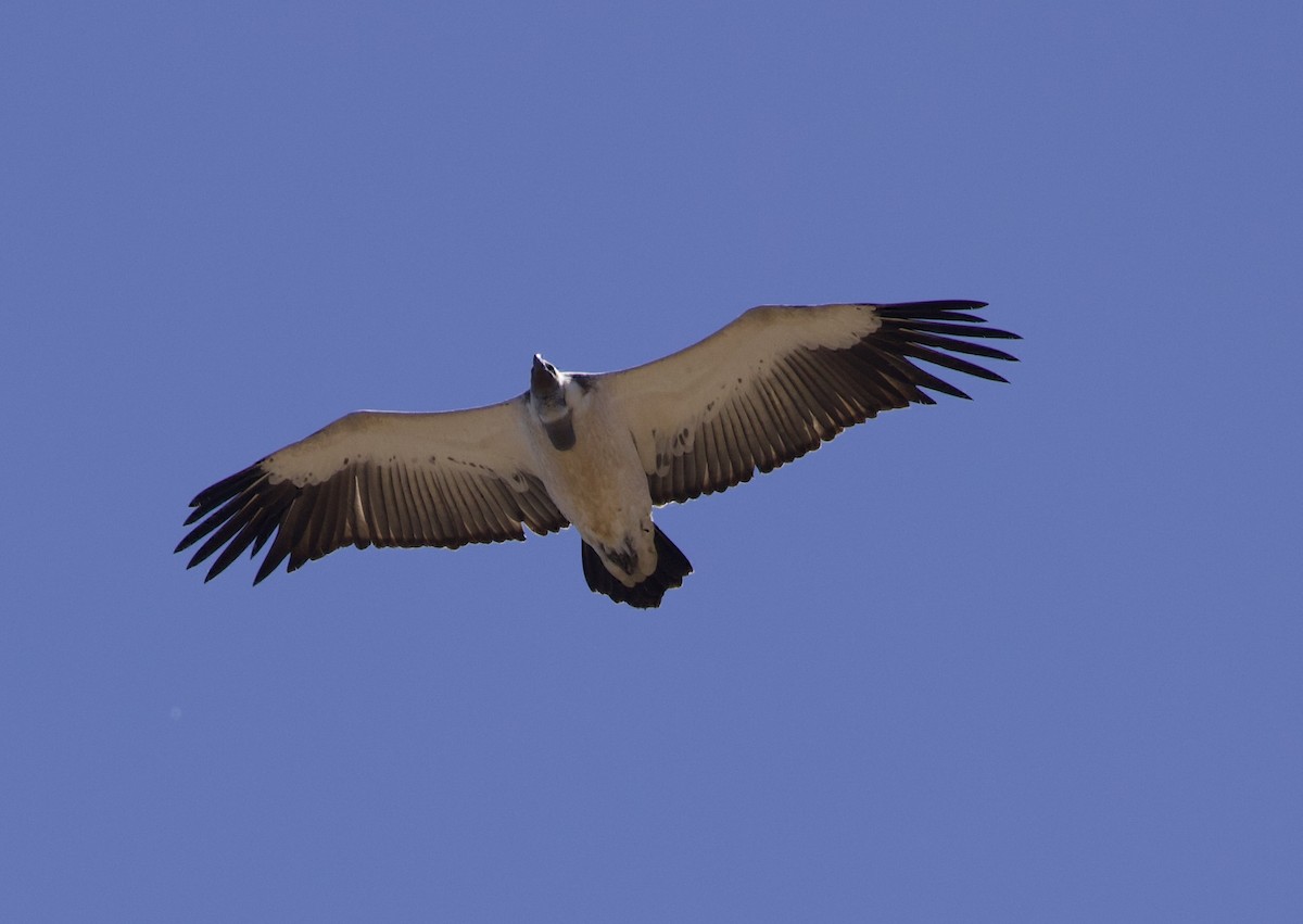 Cape Griffon - ML638244870