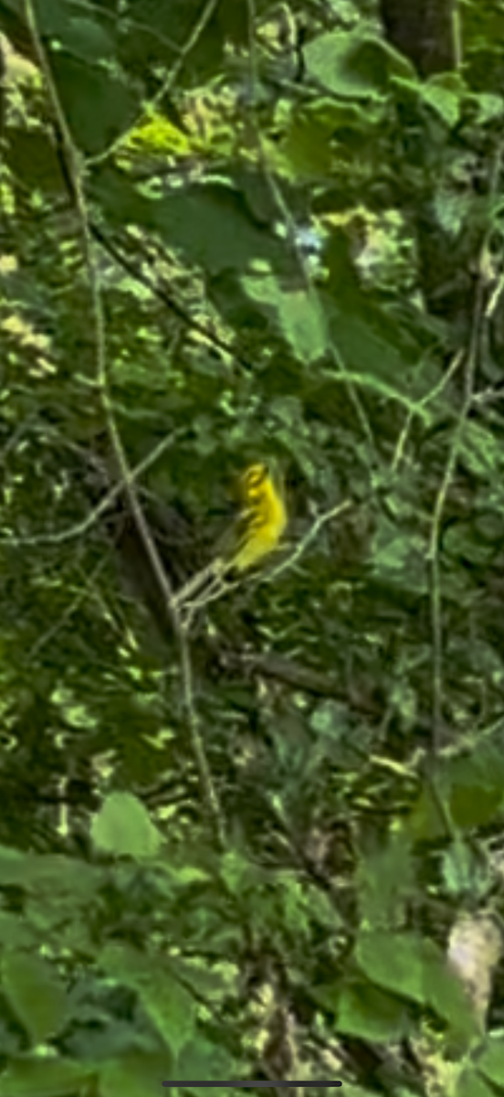 Prairie Warbler - ML638244873