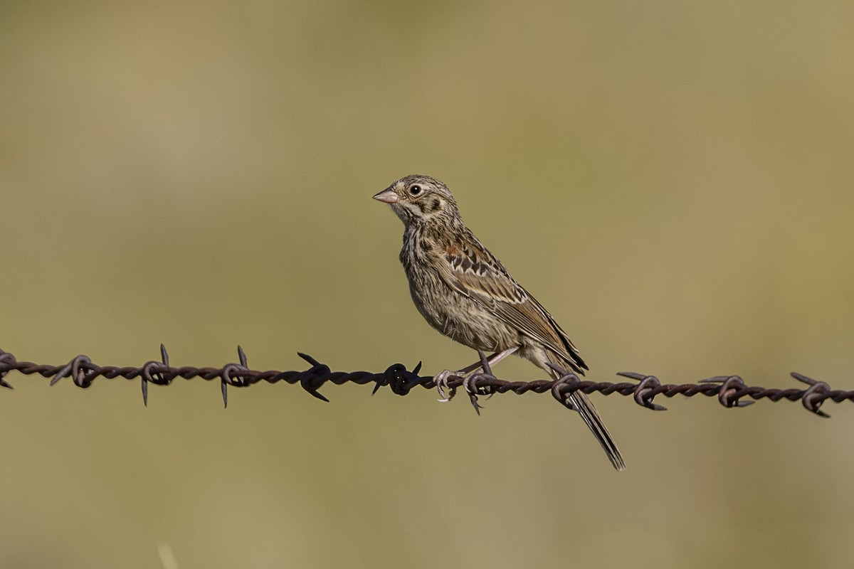 Vesper Sparrow - ML638244885