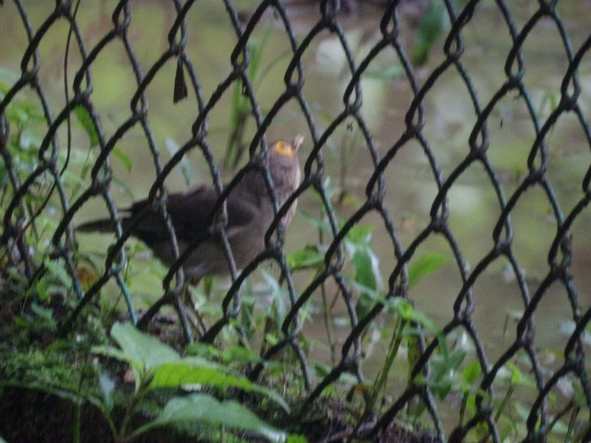 Spectacled Thrush - ML638244886