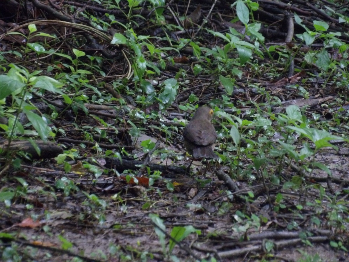 Spectacled Thrush - ML638244887